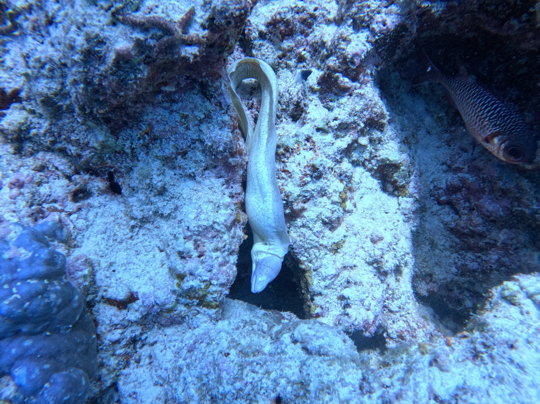 Tgi Diving Zanzibar-孥归必去景点
