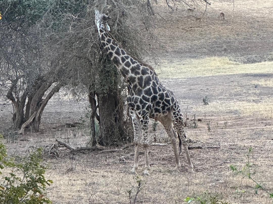Anantara Stanley & Livingstone Victoria Falls Hotel主图