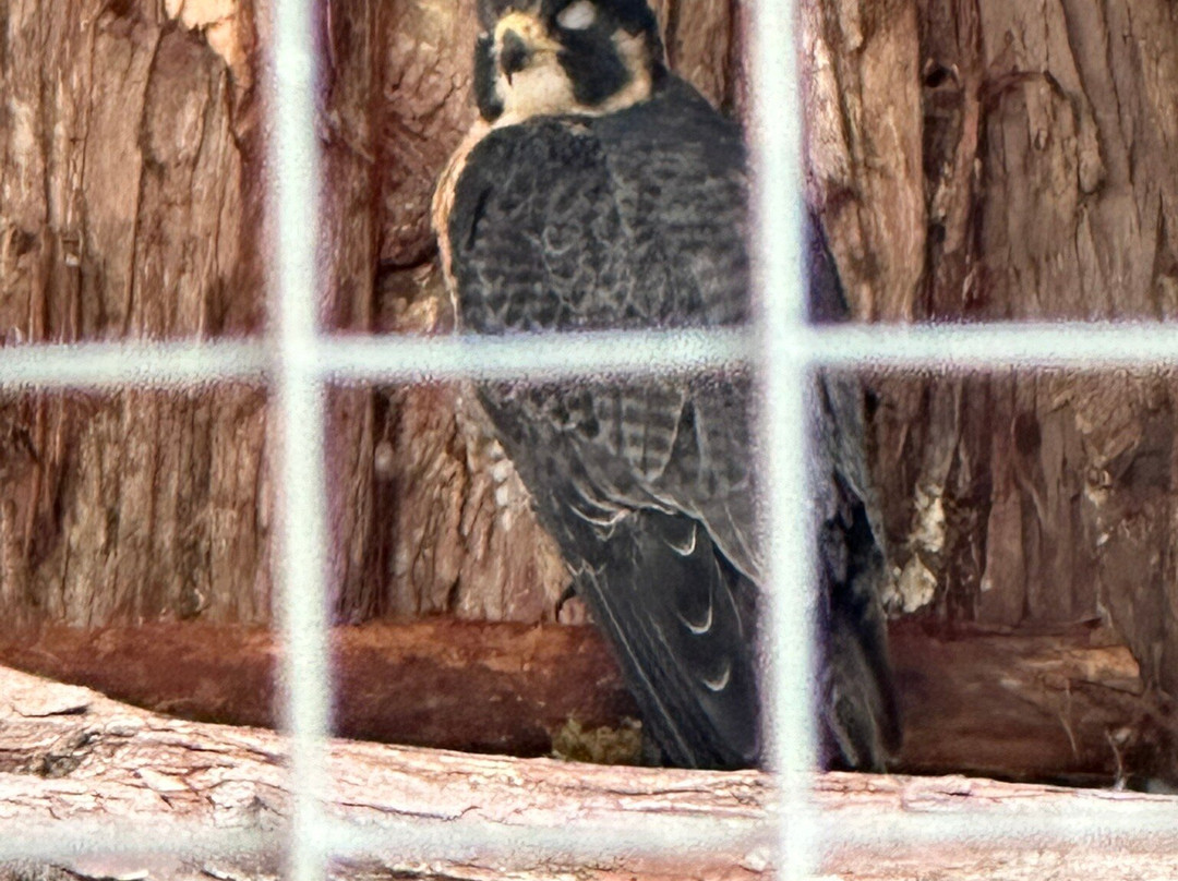 North Island Wildlife Recovery Centre-Errington必去景点