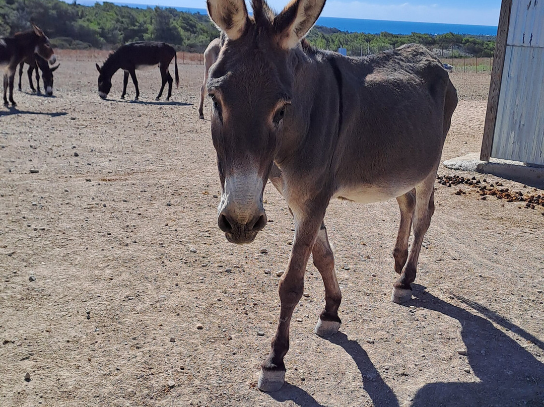 Happy Ears Donkey Sanctuary-Lachania必去景点