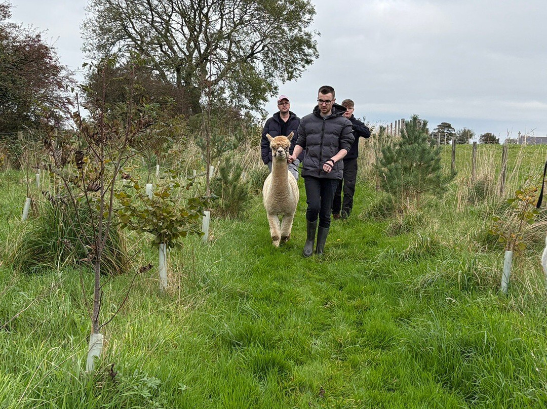 Mourne Alpacas Trekking With Over 100 Alpacas-Dromara必去景点