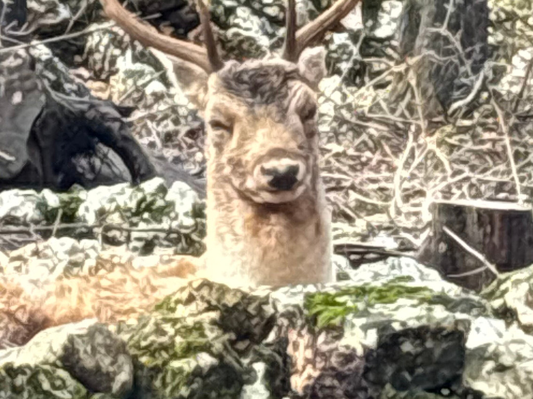 Askos Stone Park-沃利迈斯必去景点
