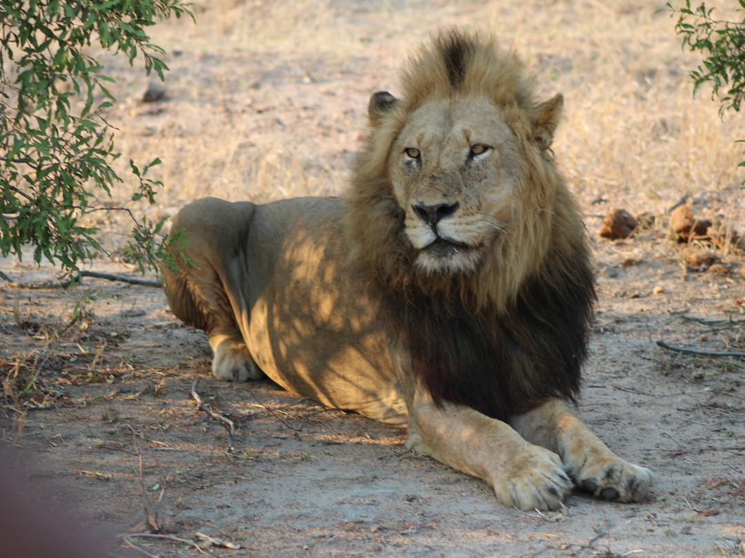 African Safari Group-开普敦必去景点