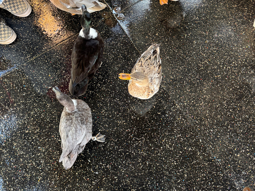 Don-O-Ray Farm Adventure-基洛纳必去景点