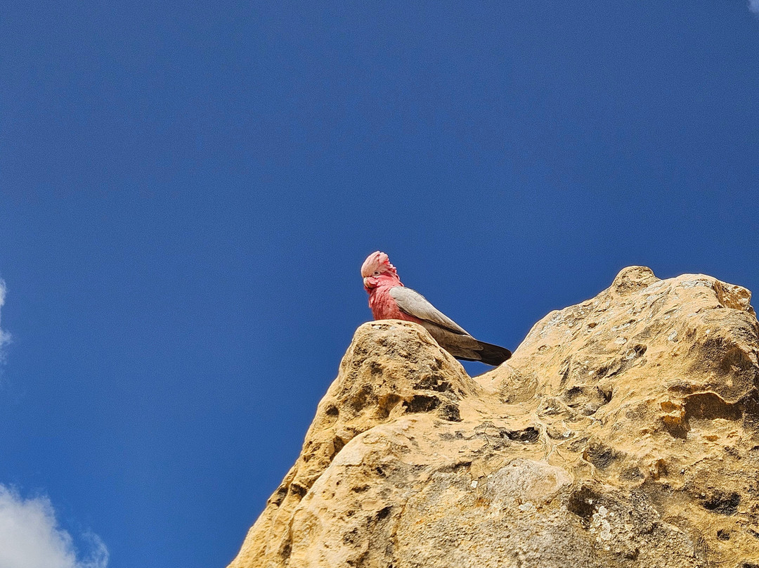 Perth Short Stay Tours-Midland必去景点