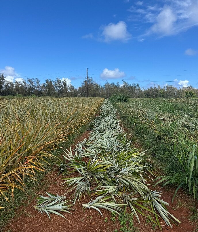 Sugarloaf Pineapple Farm-基拉韦厄必去景点