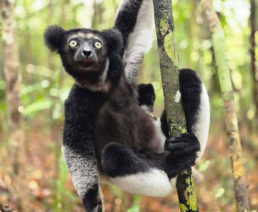 GMT+3 Great Madagascar Tours - Day Tours-安塔那那利佛必去景点