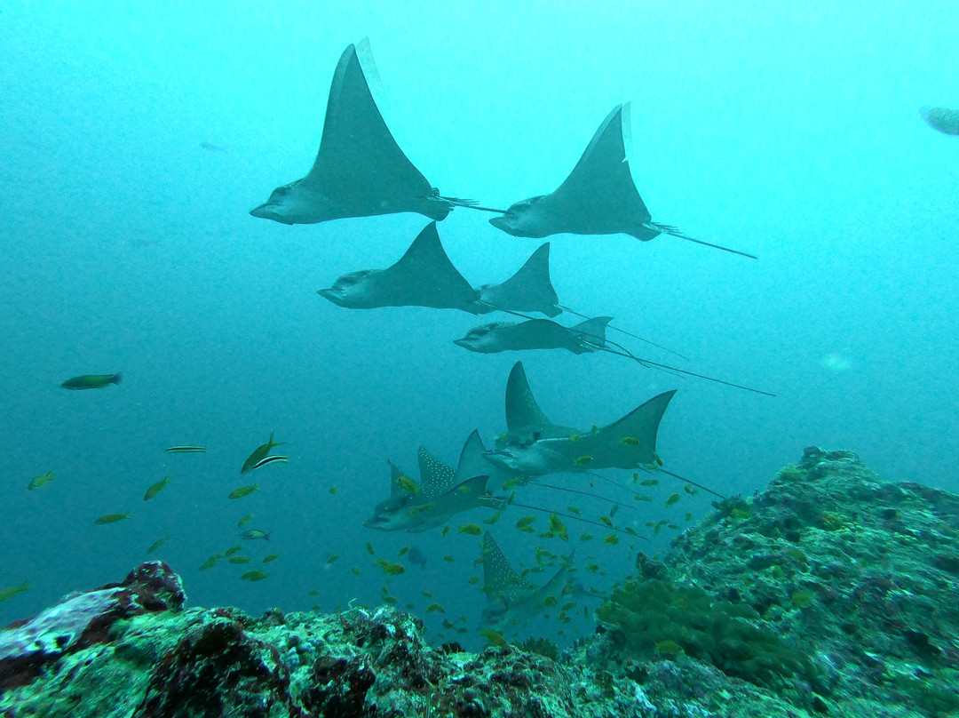 Macana Maldives-皮斯托亚必去景点