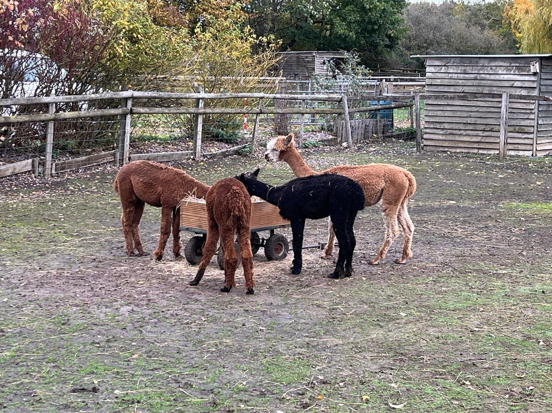 Pennybridge Farm Alpacas-胡克必去景点