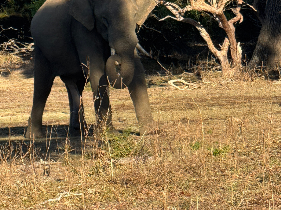 Yala Kings Safari-蒂瑟默哈拉默必去景点