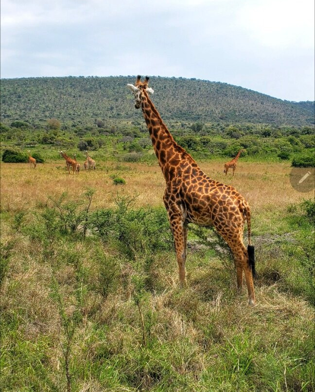 Rwanda Treasure Tours-Kinigi必去景点