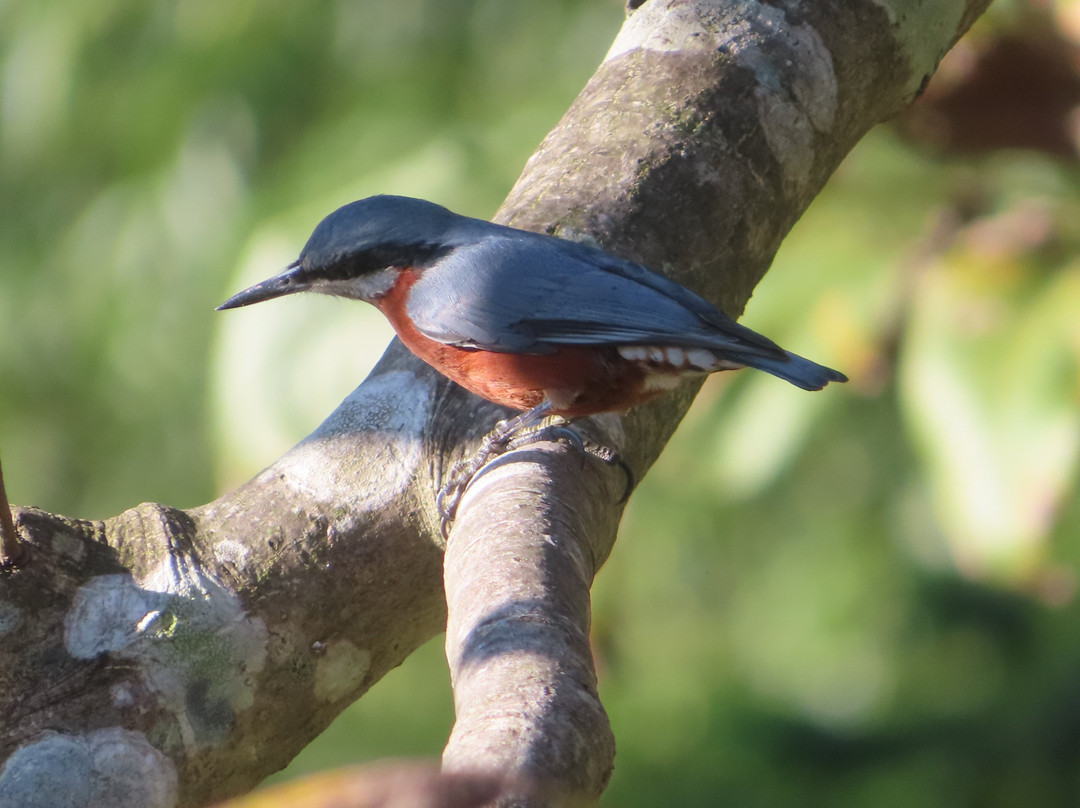 Sparrow Woods Eco Resort