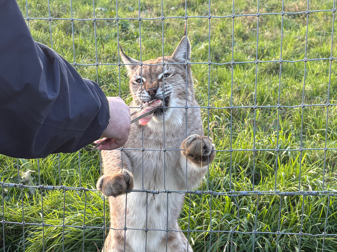 Ark Wildlife Park & Exotic Animal Sanctuary-Stickney必去景点
