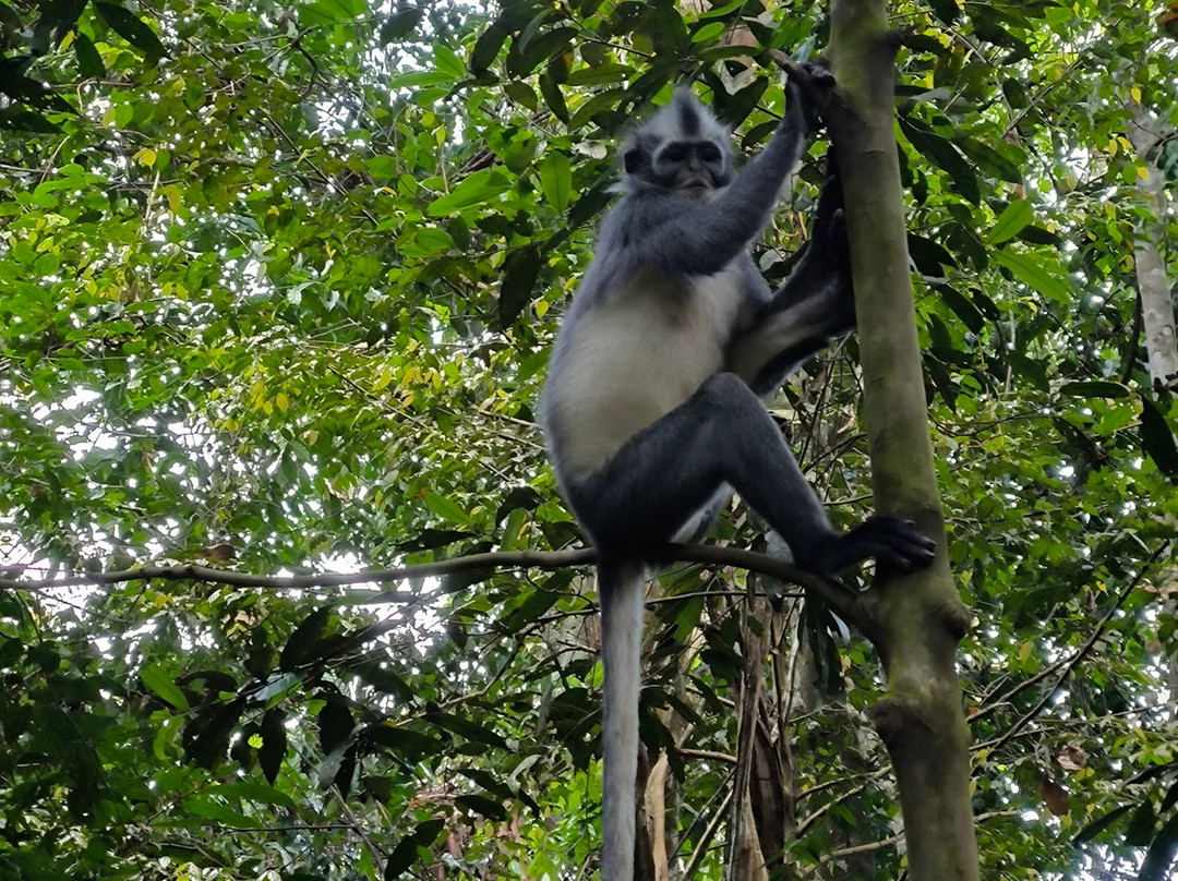 Bukit Lawang Trekking-武吉拉旺必去景点
