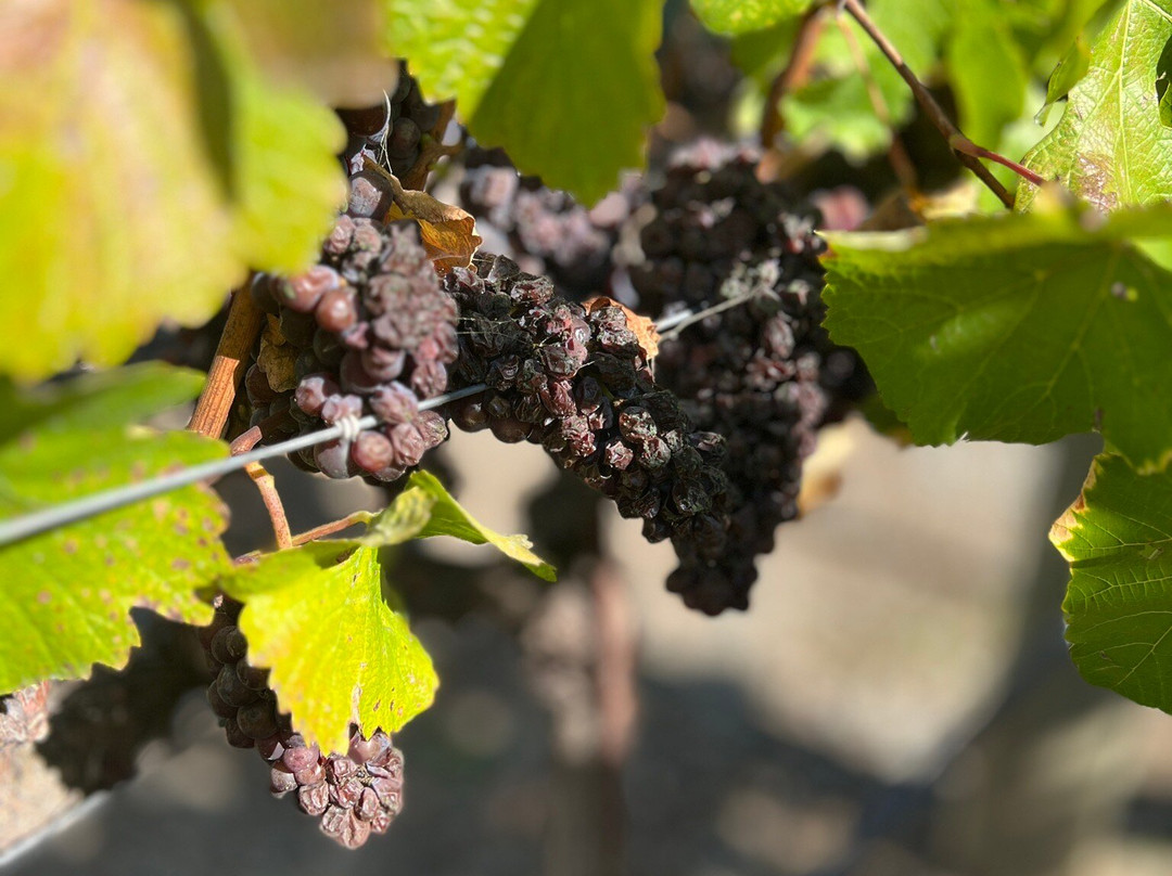 Black Stallion Winery-纳帕必去景点