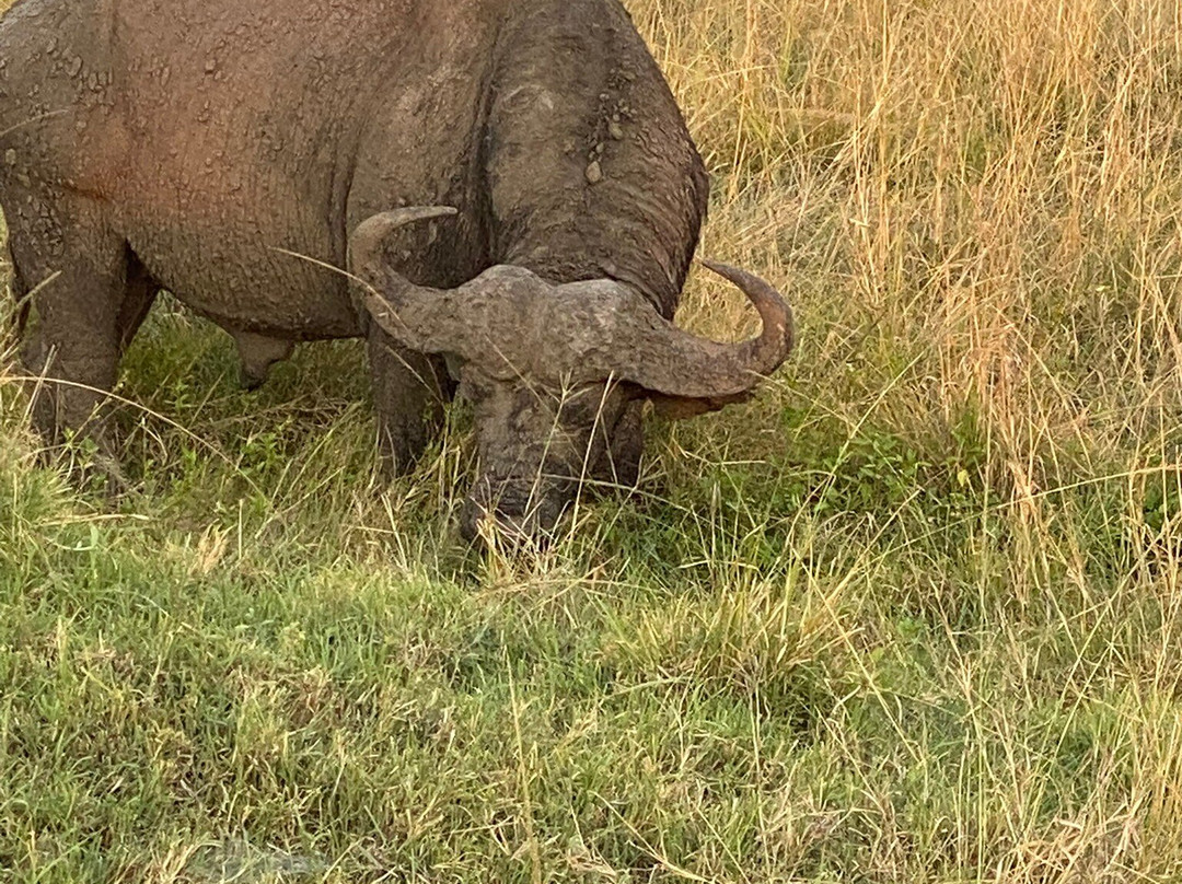 Kampur Travel Diaries-内罗毕必去景点