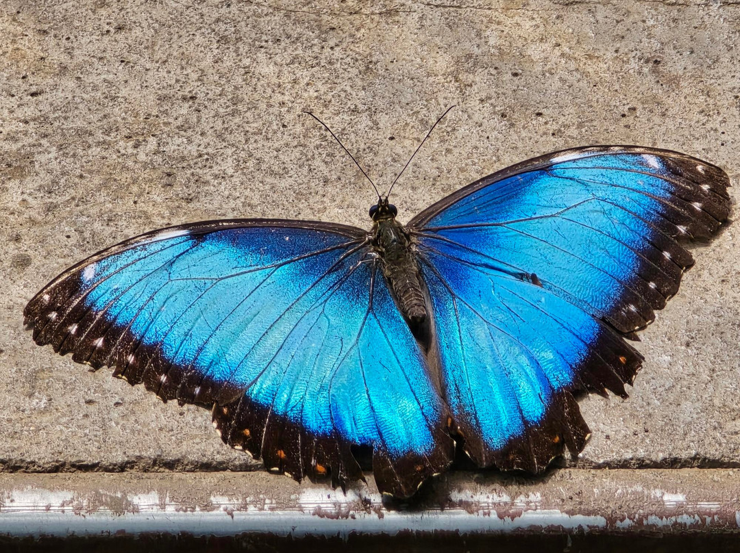 Boquete Bees and Butterflies-波魁特必去景点