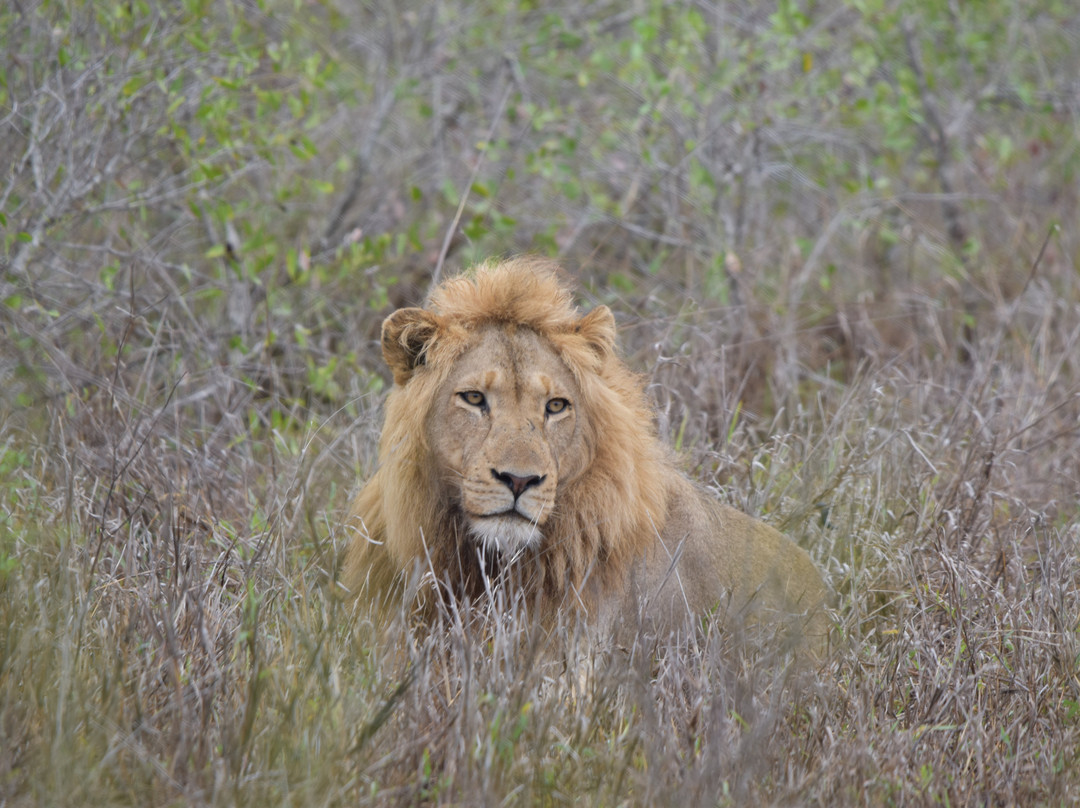 Dél-afrika-mozambik-尼斯普鲁特必去景点