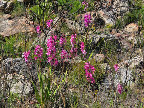 African King Tours-斯泰伦博斯必去景点