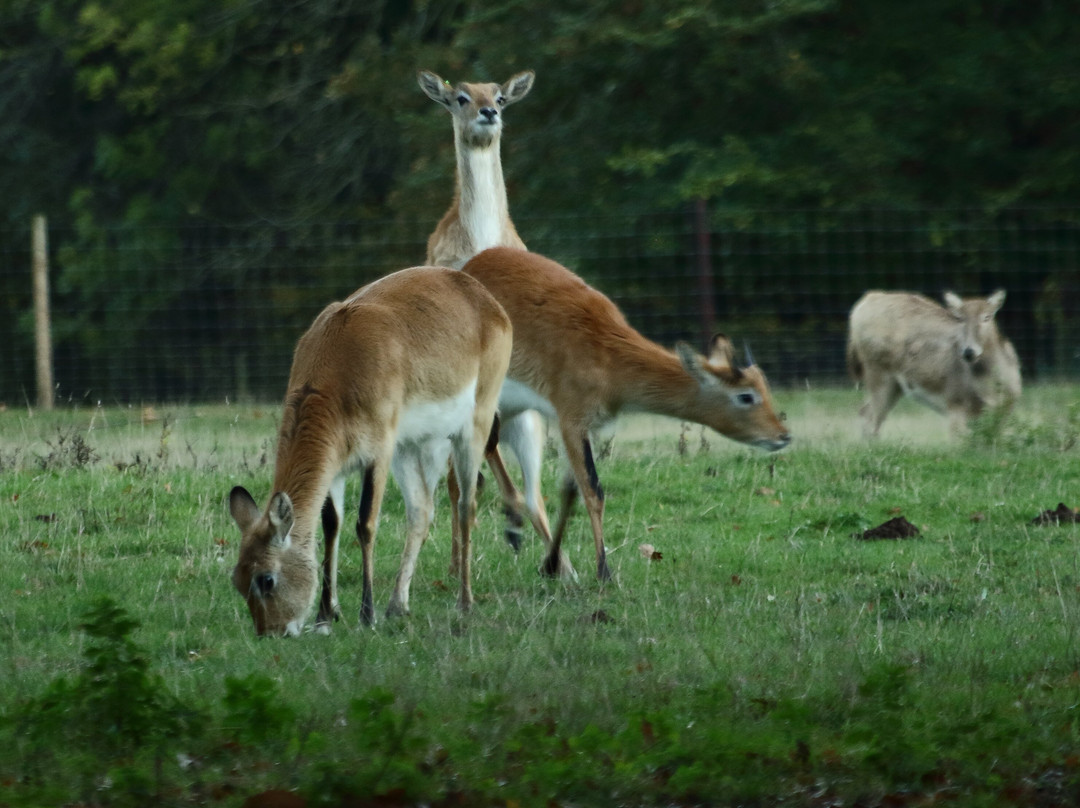 Watatunga Wildlife Reserve-金斯林必去景点