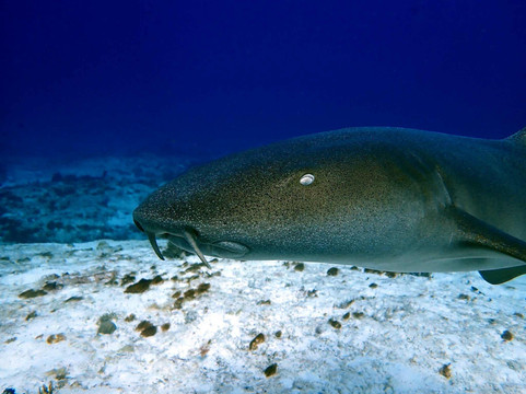 Sharky's Scuba Cozumel-San Miguel de Cozumel必去景点