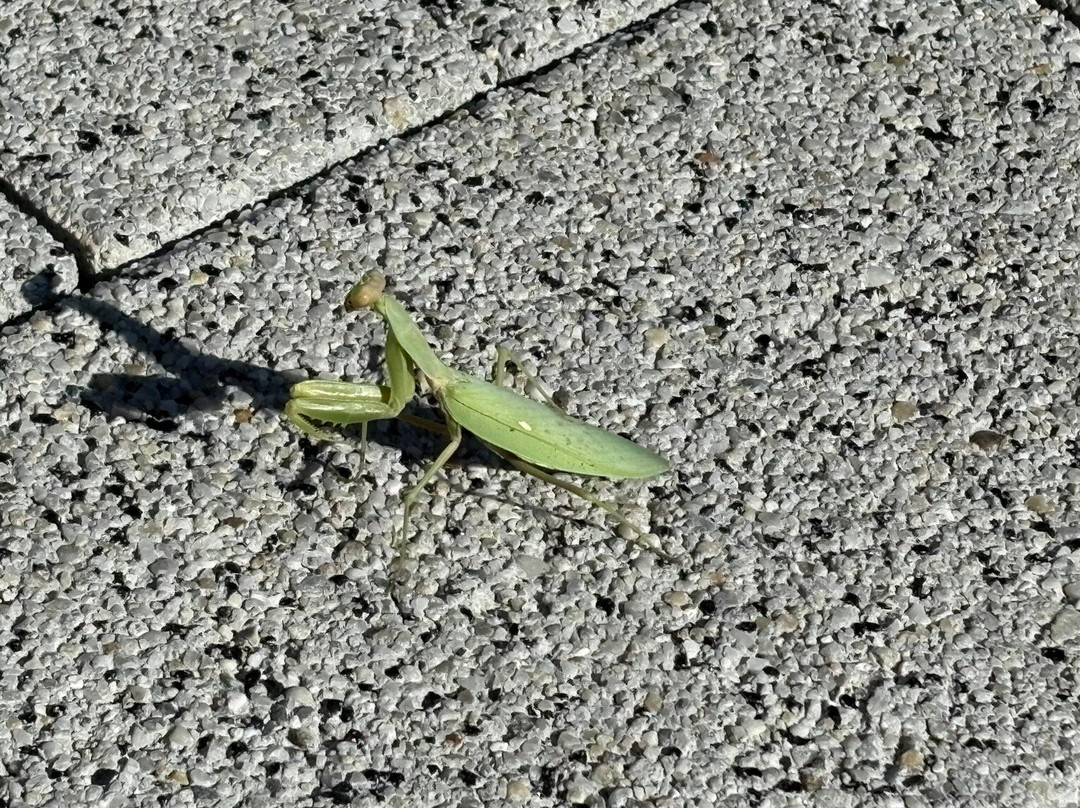 Promenade Pet Danica-赫尔采格诺维必去景点