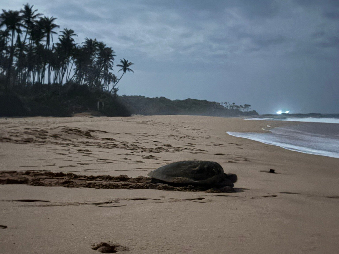Turtle Conservation Project Turtle Watch-Rekawa必去景点
