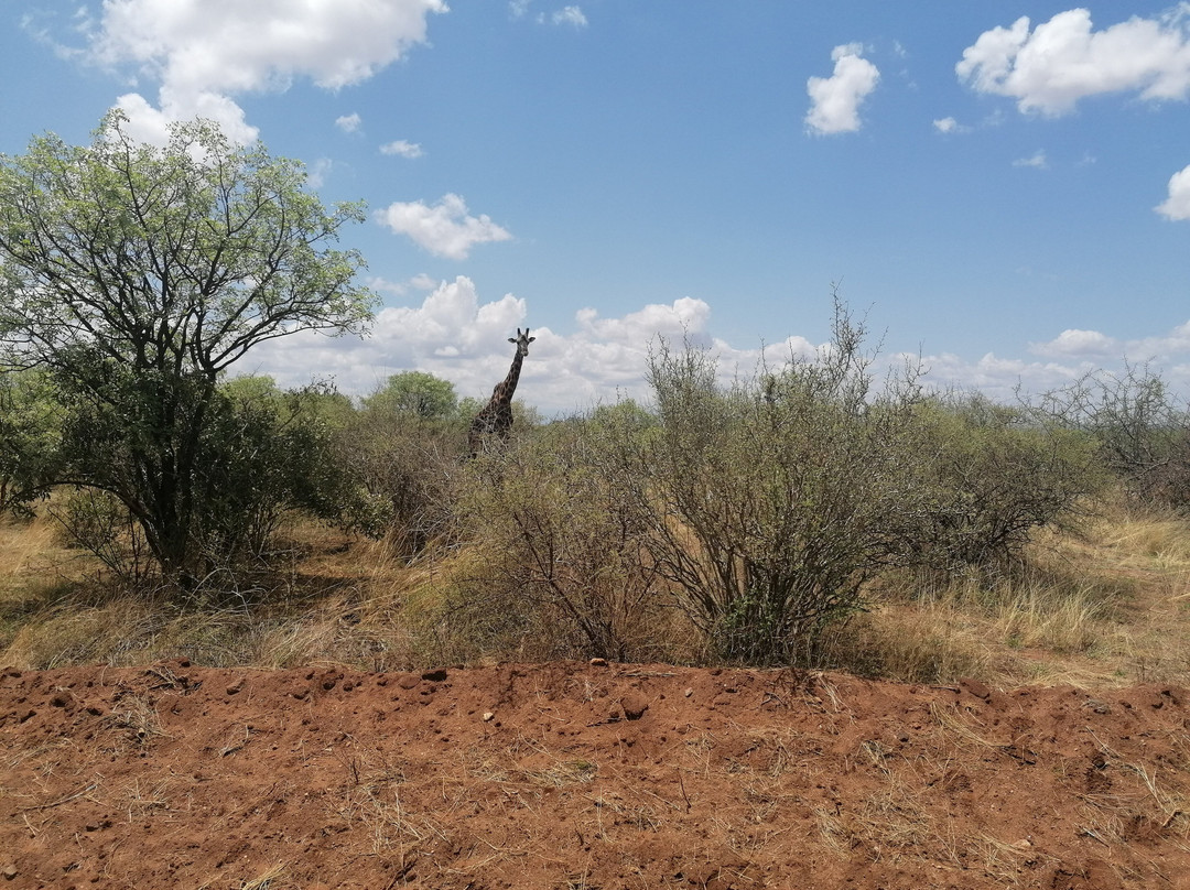 D.M. Tours & Safaris-查佛必去景点