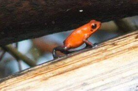 Costa Rica Roots Tours-托图杰多必去景点