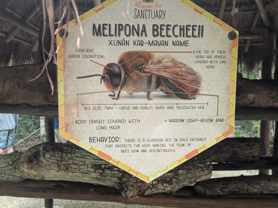 Mayan Bee Sanctuary-San Miguel de Cozumel必去景点