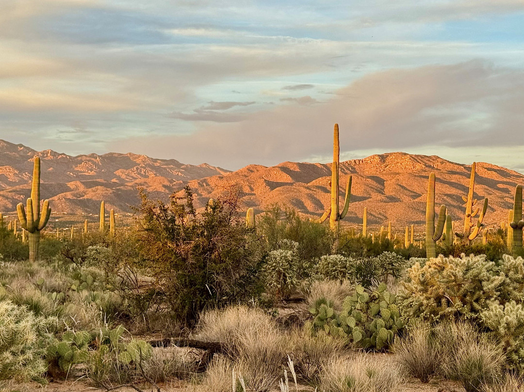 Saguaro National Park-图森必去景点