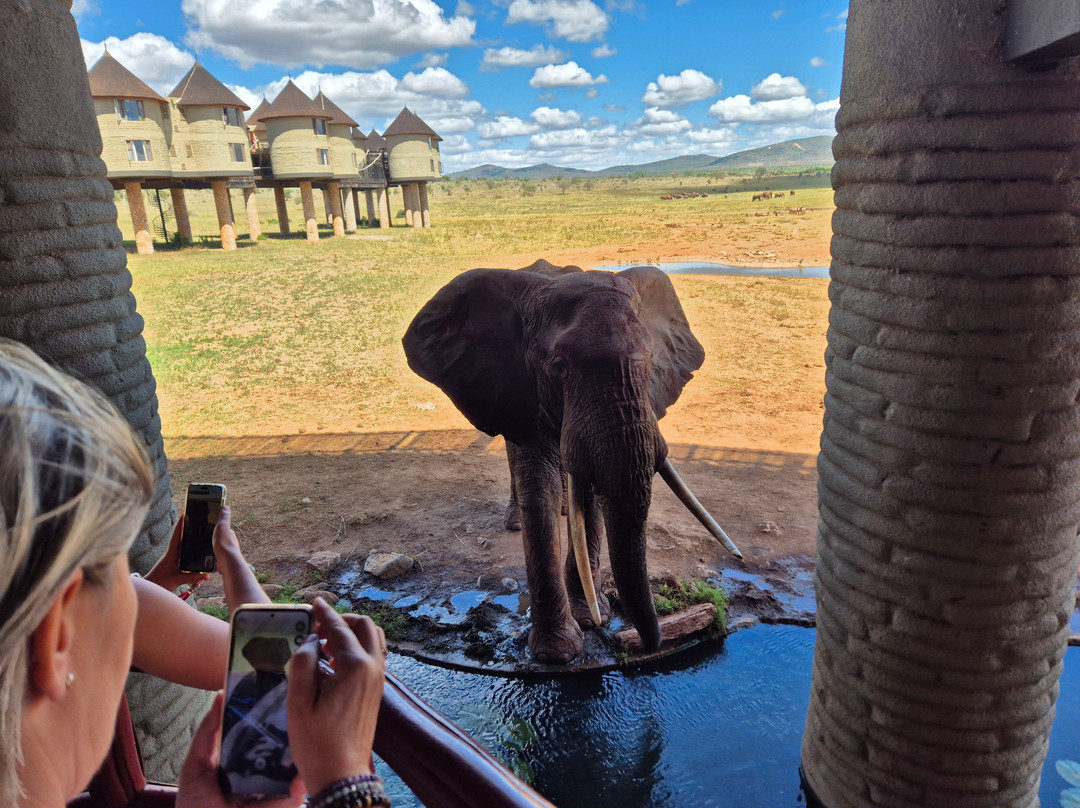 Safari Mit Peter Mutua Muli Aus Kenia-迪亚尼必去景点