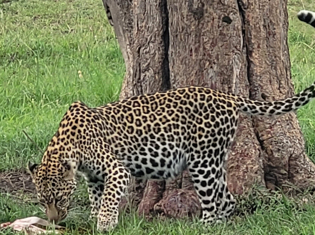 Pitia Africa Safaris-迪亚尼必去景点