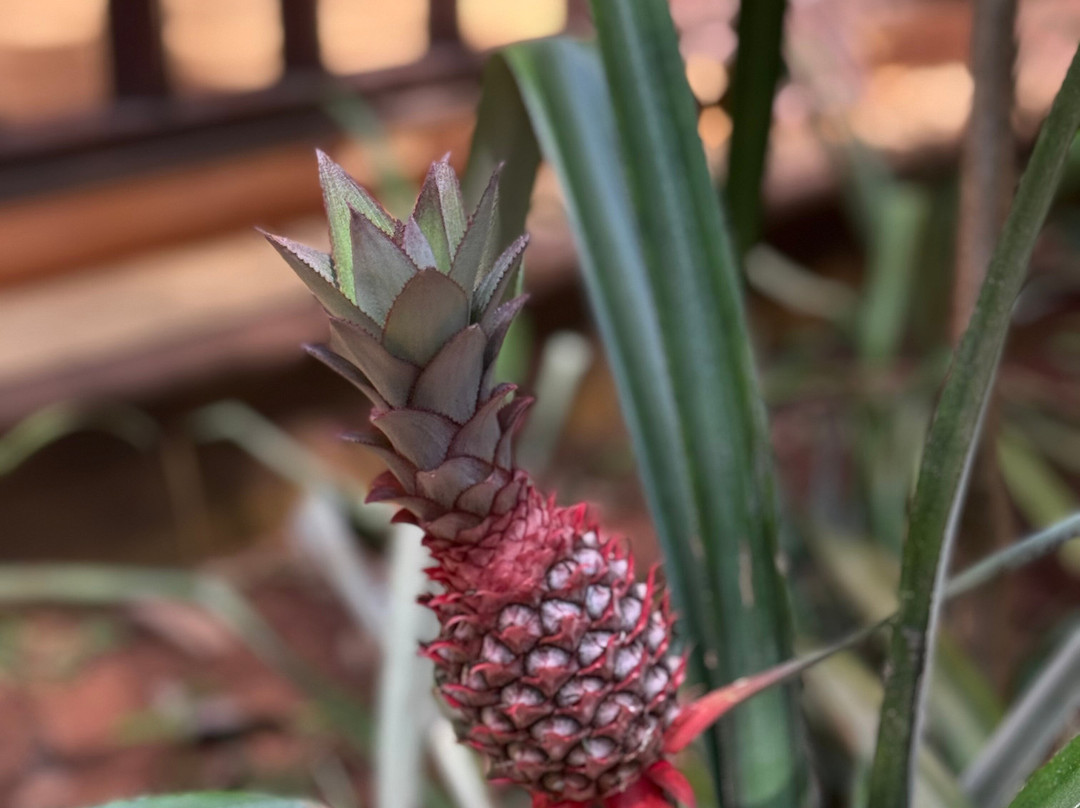 Sirilak Spice & Herbal Garden-Matale必去景点