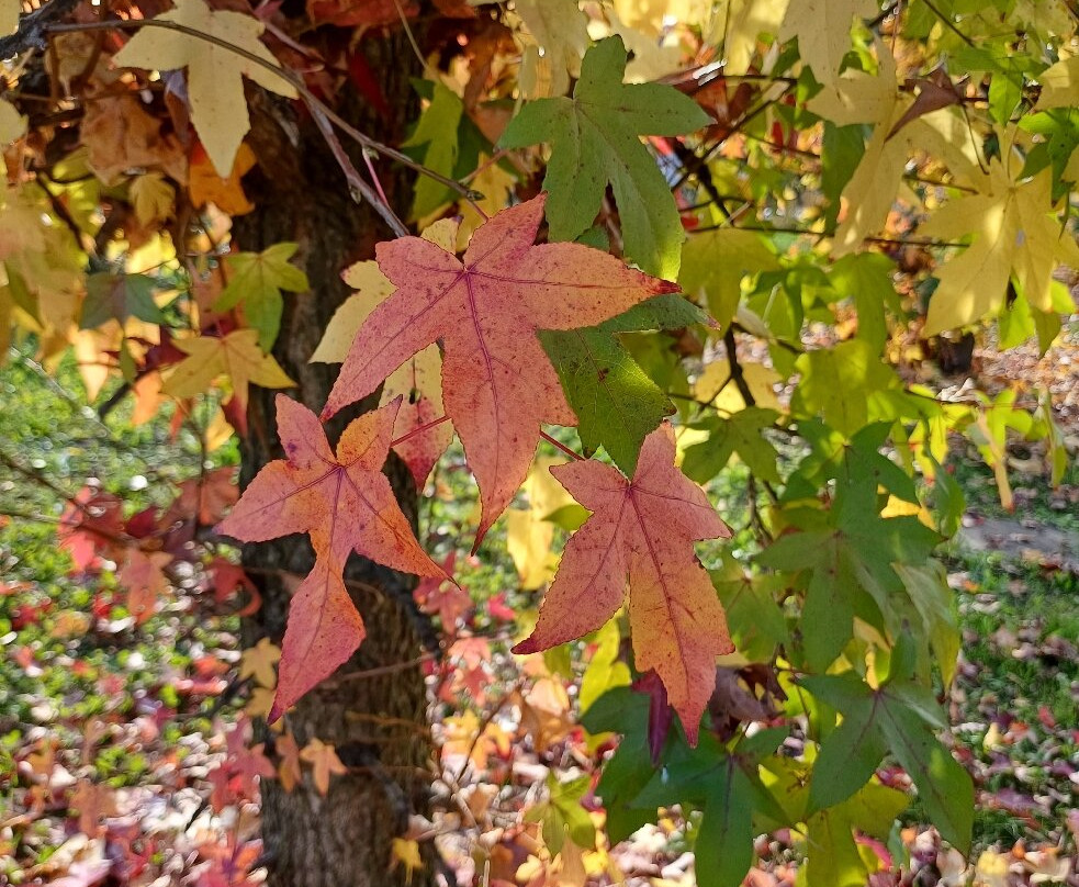 Parco Comunale-切尔梅纳泰必去景点