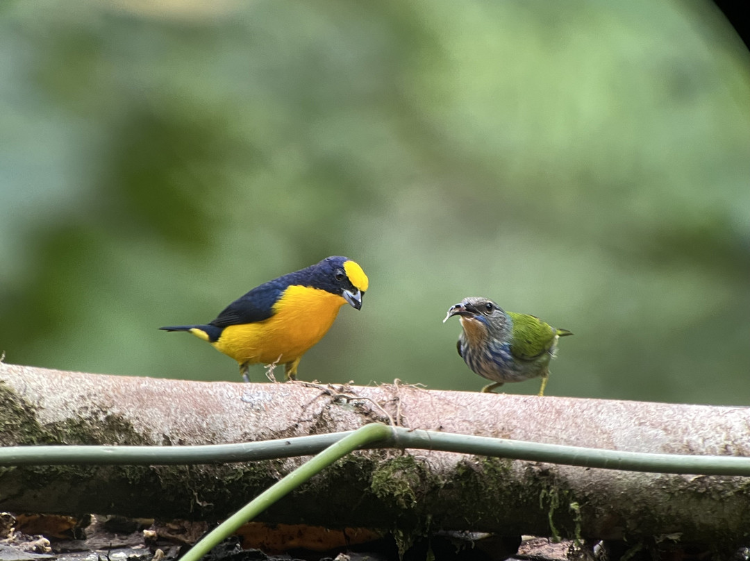 Johan Chaves - Nature and birding Tours-哥斯达黎加安东尼奥国家公园必去景点