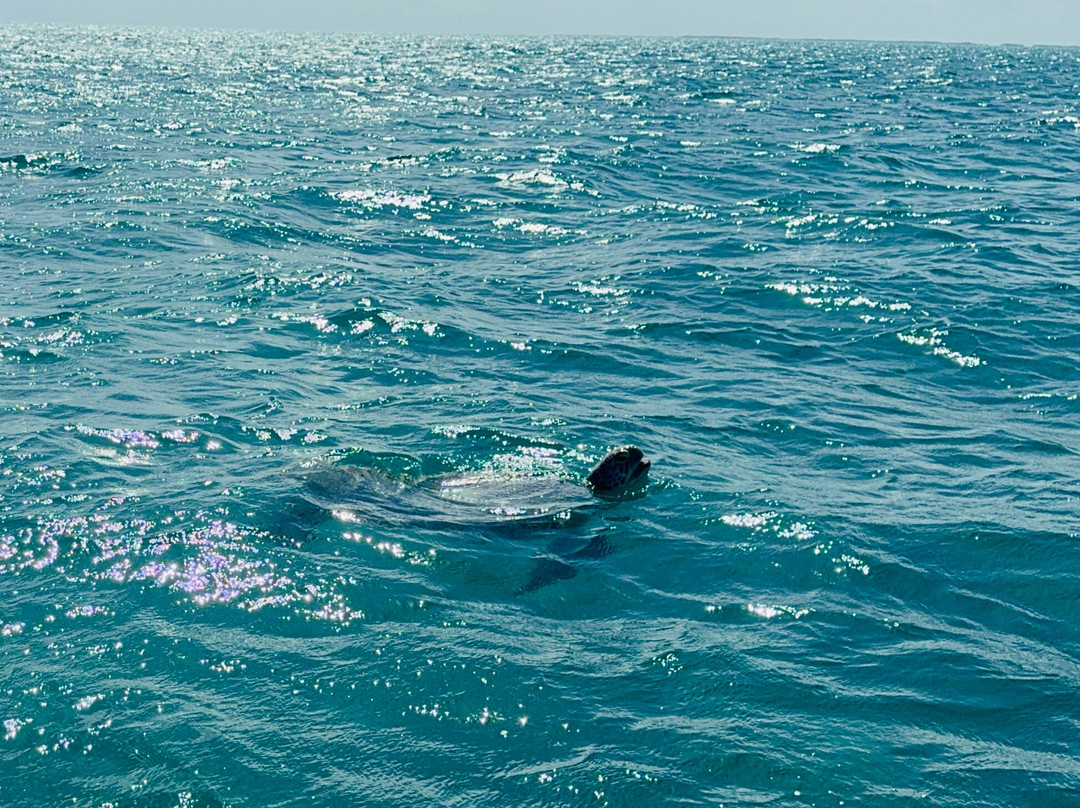 Boutique Tours Mexico-普拉亚德尔卡曼必去景点