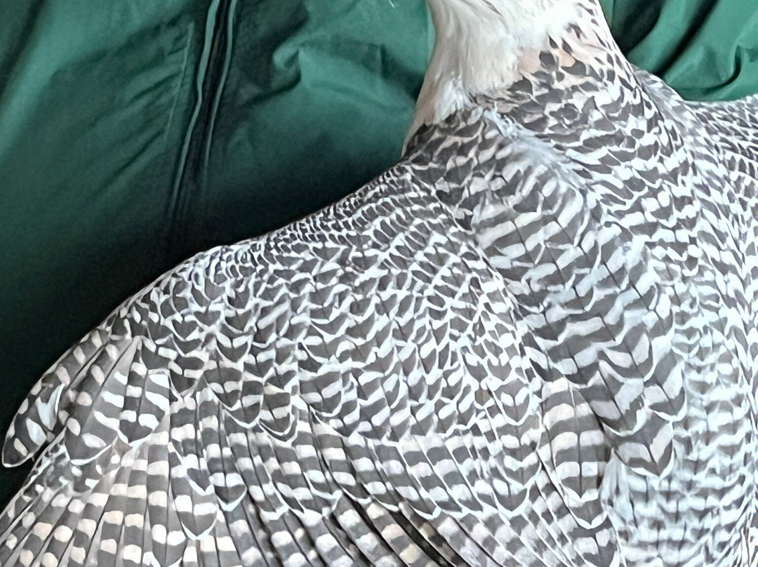 Valley View Falconry-Rhayader必去景点