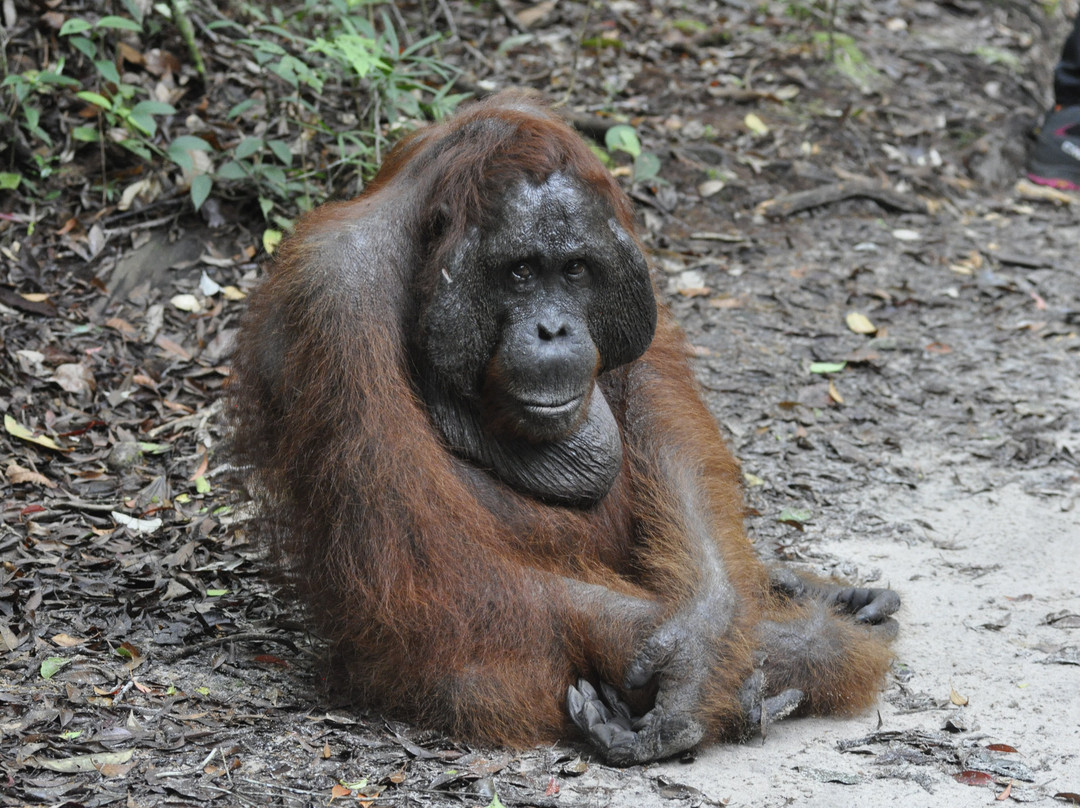 Orangutan Applause - Day Tours-Pangkalan Bun必去景点