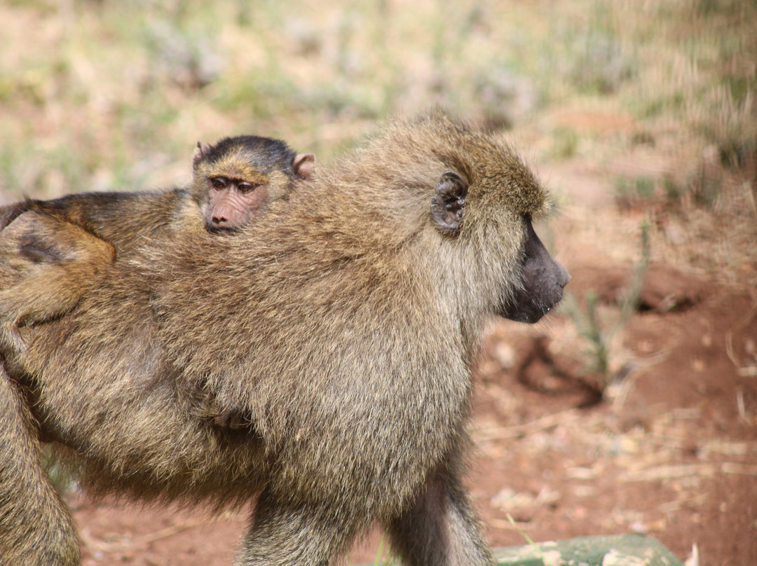 Abroad to Tanzania Safaris Ltd-Usa River必去景点