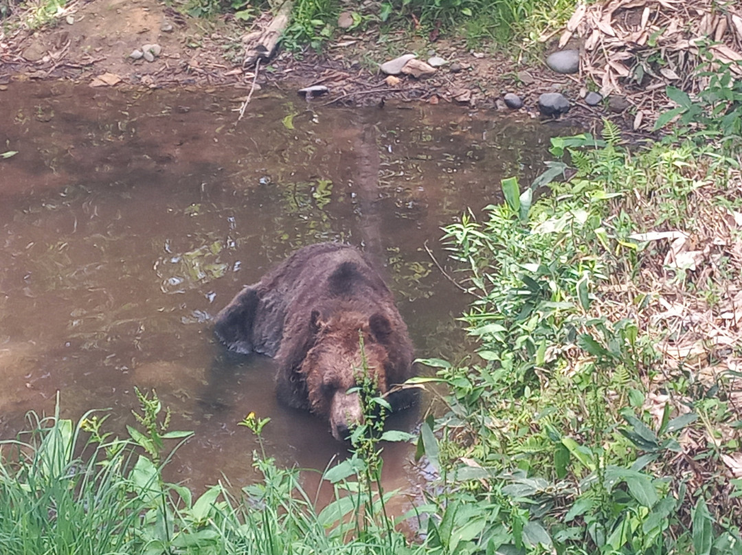 Bear Mountain Sahoro-新得町必去景点