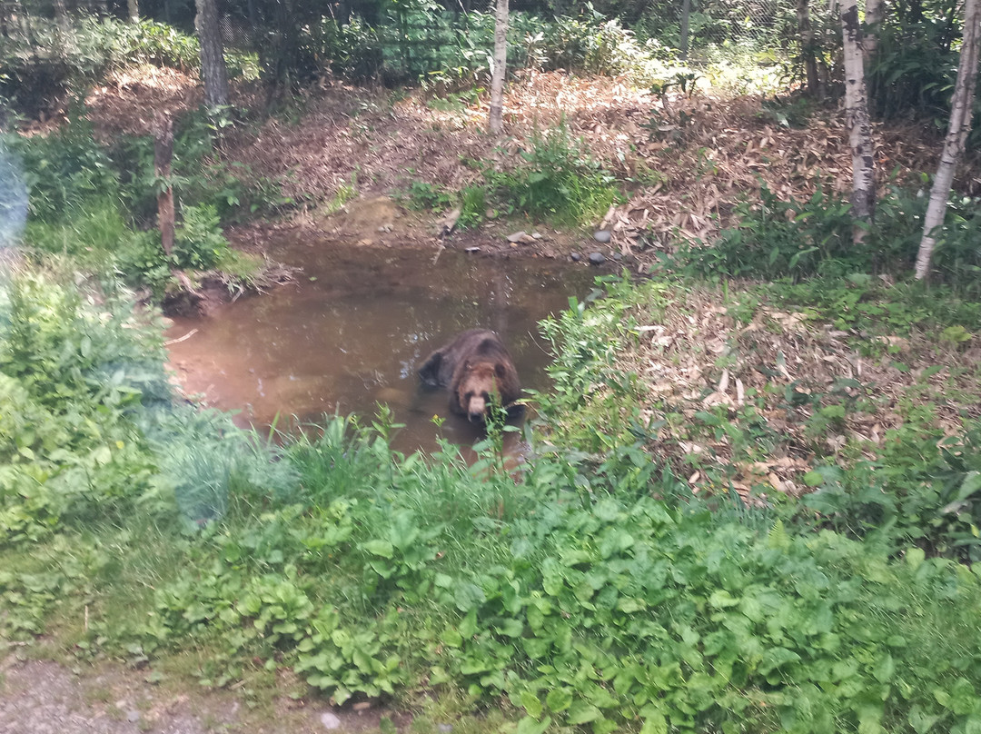 Bear Mountain Sahoro-新得町必去景点