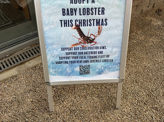 Marine Discovery Centre & Whitby Lobster Hatchery-惠特比必去景点