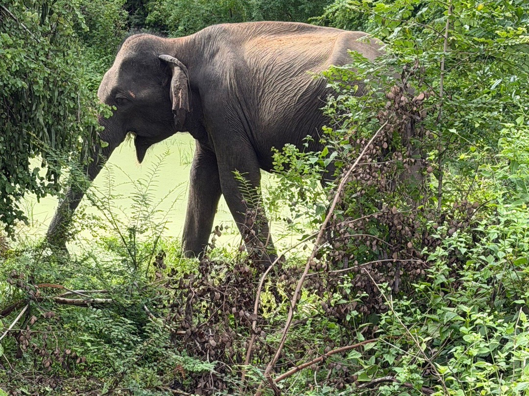 Kavisha Safari Service Udawalawa-乌达瓦拉瓦必去景点