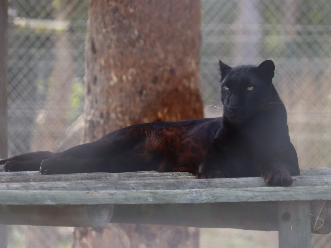 Panthera Africa - Big Cat Sanctuary-斯坦福必去景点