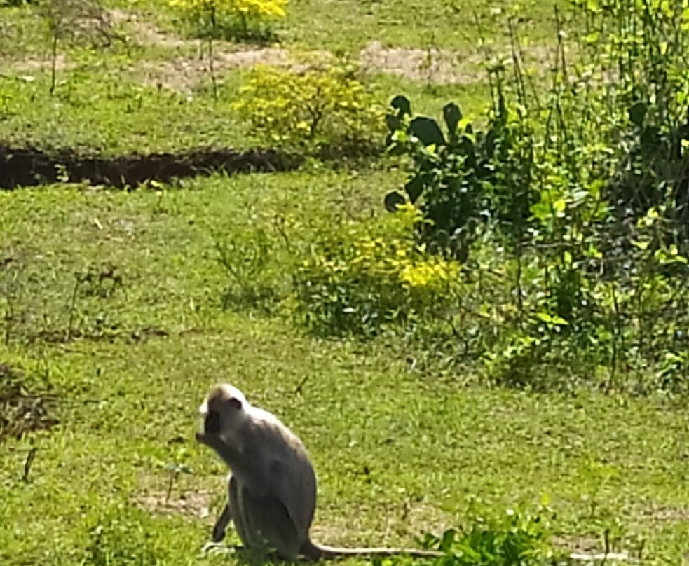 Yala Lahiru Safari-蒂瑟默哈拉默必去景点
