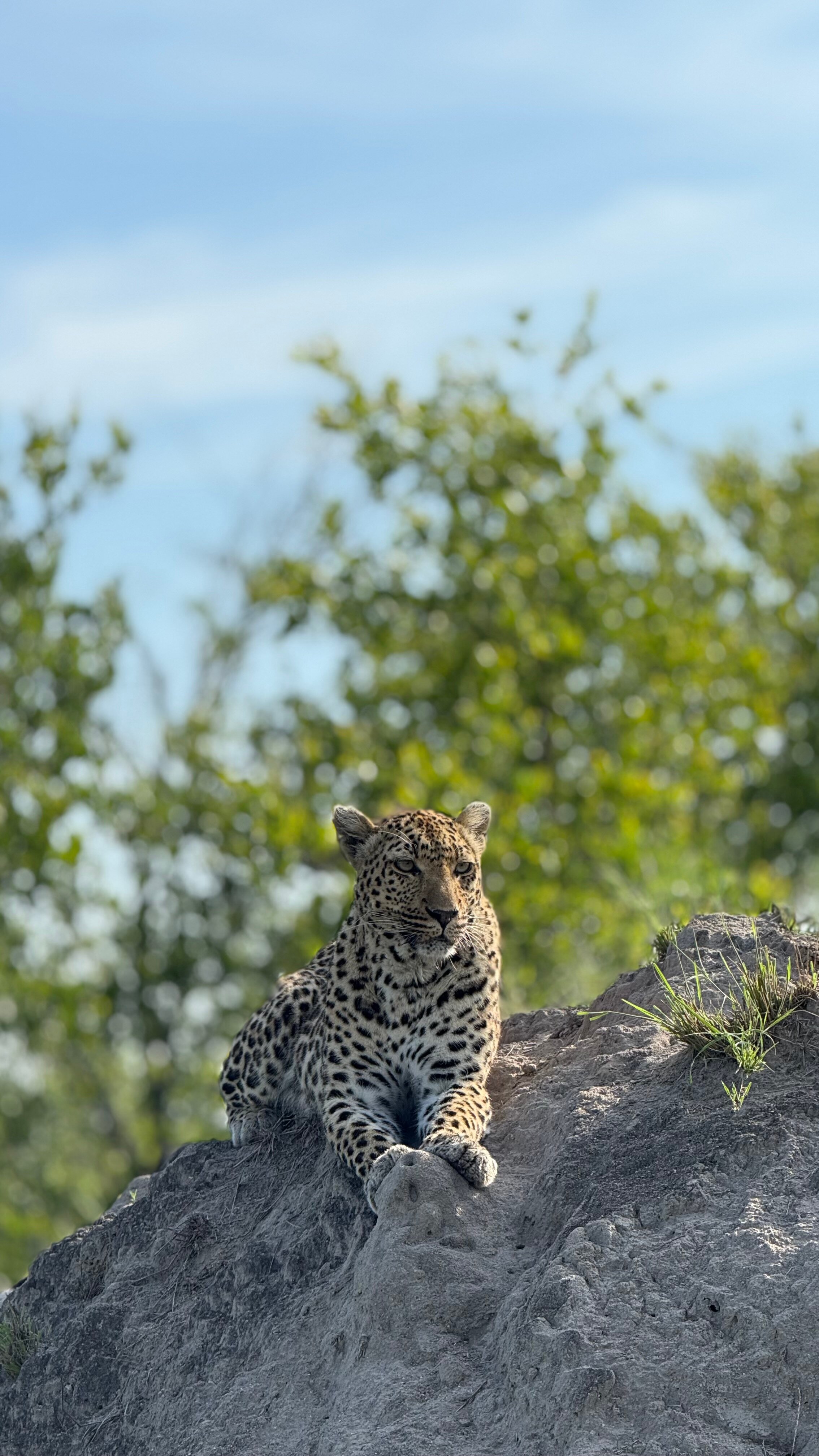 阿拉修萨野生动物园酒店-官方