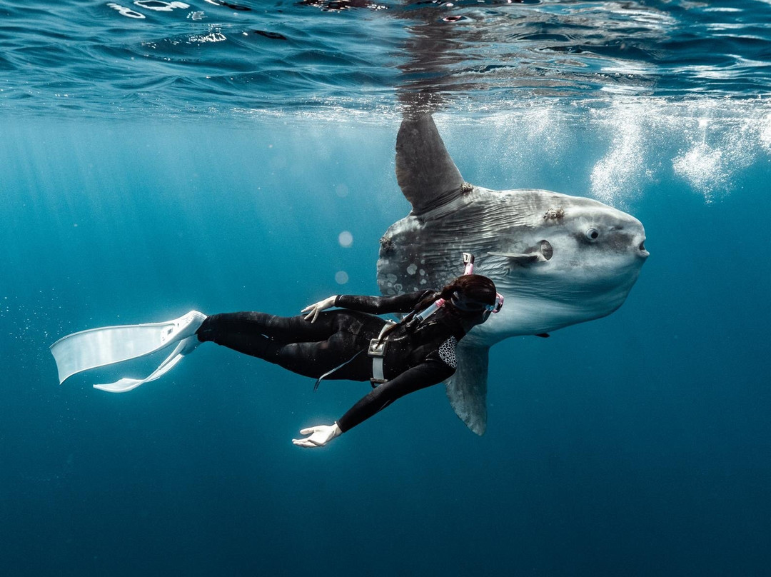 Tanner Underwater-朱庇特必去景点