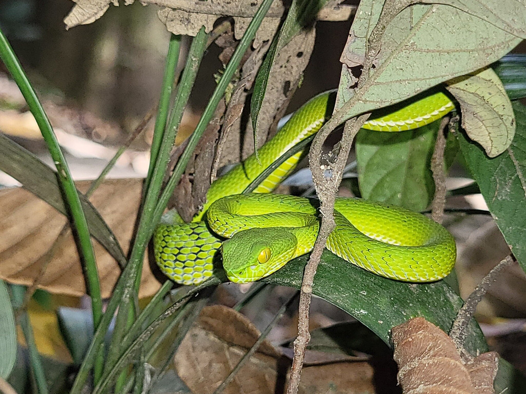 Khaoyai Jungle Tour and Photographer by Guide Jay-北冲县必去景点