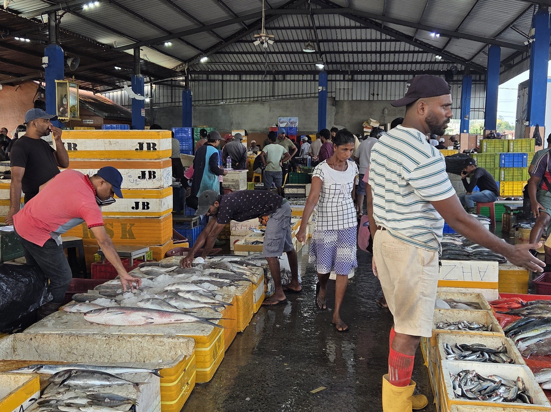 Negombo Fish Market-尼甘布必去景点